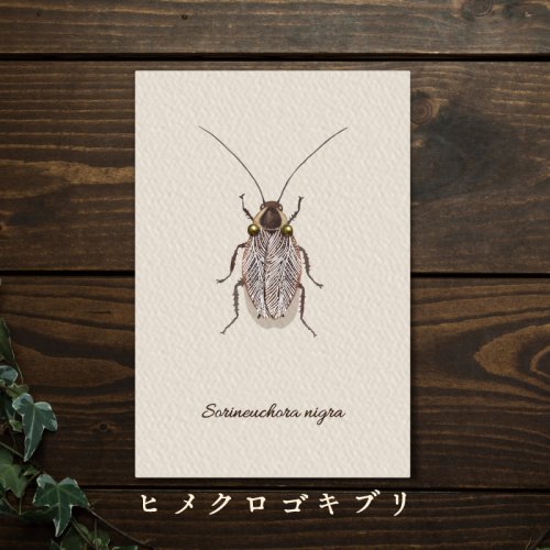 虫の翅立体カード・ヒメクロゴキブリ/みなみあすか（12月11日21時-12月21日21時販売）