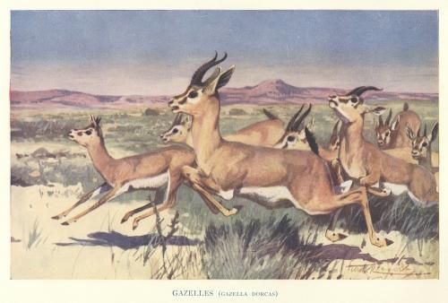 動物 - Guignol [ギニョール] web shop