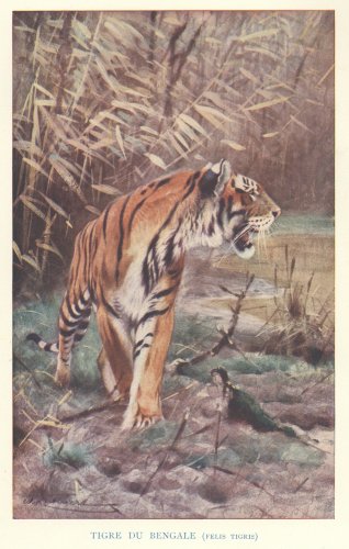 博物図版「Animaux du Monde-LE TIGRE-」（フランス1907年）