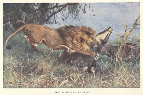 ʪǡAnimaux du Monde-LION SAISISSANT UNE PROIE-סʥե1907ǯ