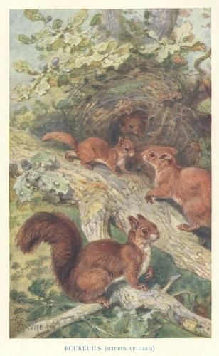 キツネの図版　フランス　アンティーク　版画　1880年　動物　博物画　額縁 1660年 ヨンストン 鳥獣虫魚図譜 pl.14 ウシ科 ウシ属 バリ牛