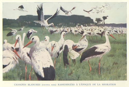博物図版「Animaux du Monde-CIGOGNES BLANCHES-」（フランス1907年）