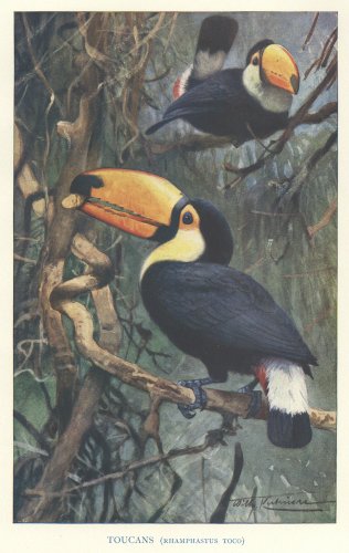 ʪǡAnimaux du Monde-TOUCANS ARGENTINS-סʥե1907ǯ