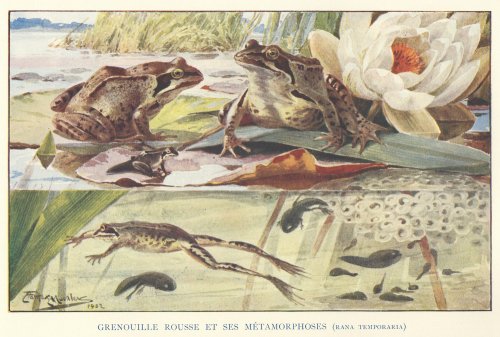 博物図版「Animaux du Monde-LA GRENOUILLE ROUSSE ET MÉTAMORPHOSES-」（フランス1907年）