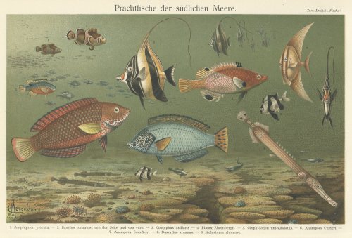 博物図版「Prachtfische der südlichen Meere.」（ドイツ1890年頃）