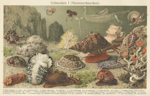 博物図版「Schnecken.」（ドイツ1890年頃）