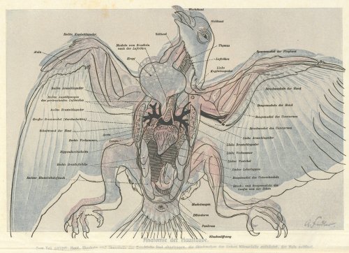 博物図版「Anatomie der Haustaube.」（ドイツ1900年頃）