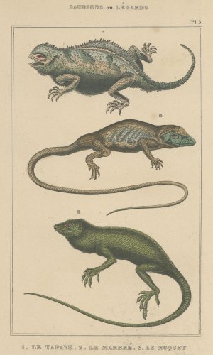 博物図版「Sauriens ou Lézards」（フランス）