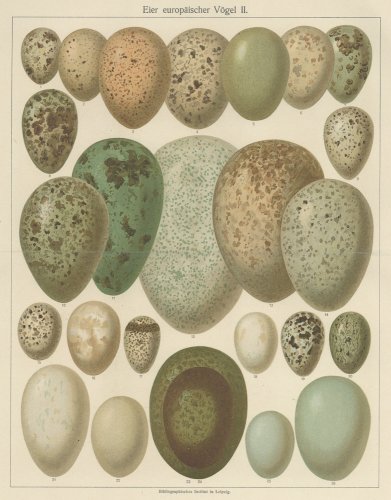 鳥の卵の図版（ドイツ1895年頃）