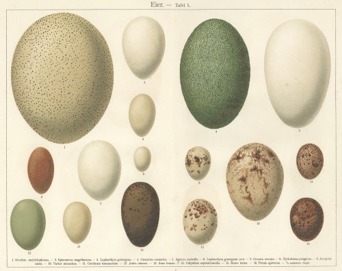 鳥の卵の図版（ドイツ1895年頃）