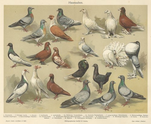 鳥の図版（ドイツ1895年頃）