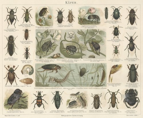 昆虫の図版（ドイツ1895年頃）