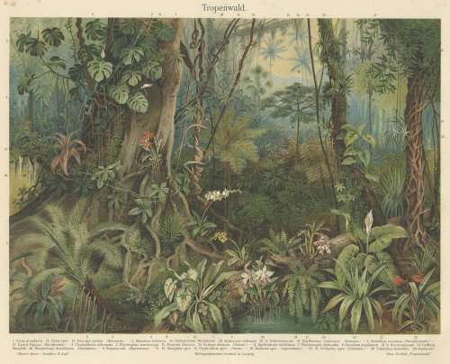 植物の図版 （ドイツ1895年頃）