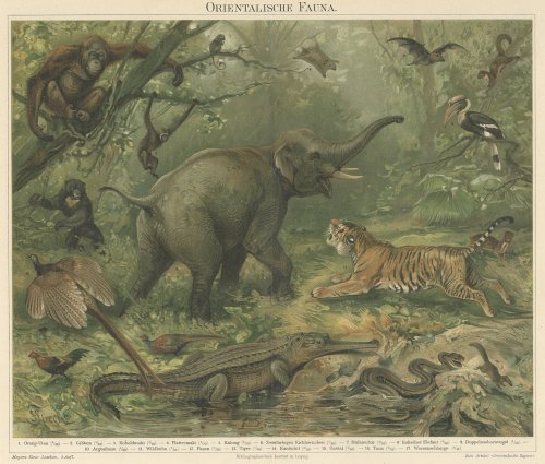動物の図版（ドイツ1895年頃）