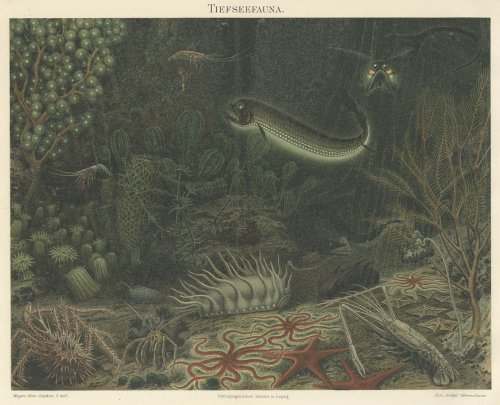 海の生物の図版（ドイツ1895年頃）
