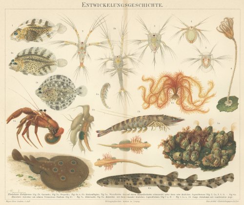海の生物の図版（ドイツ1895年頃）