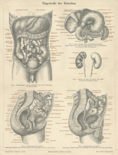 医学の図版（ドイツ1895年頃）