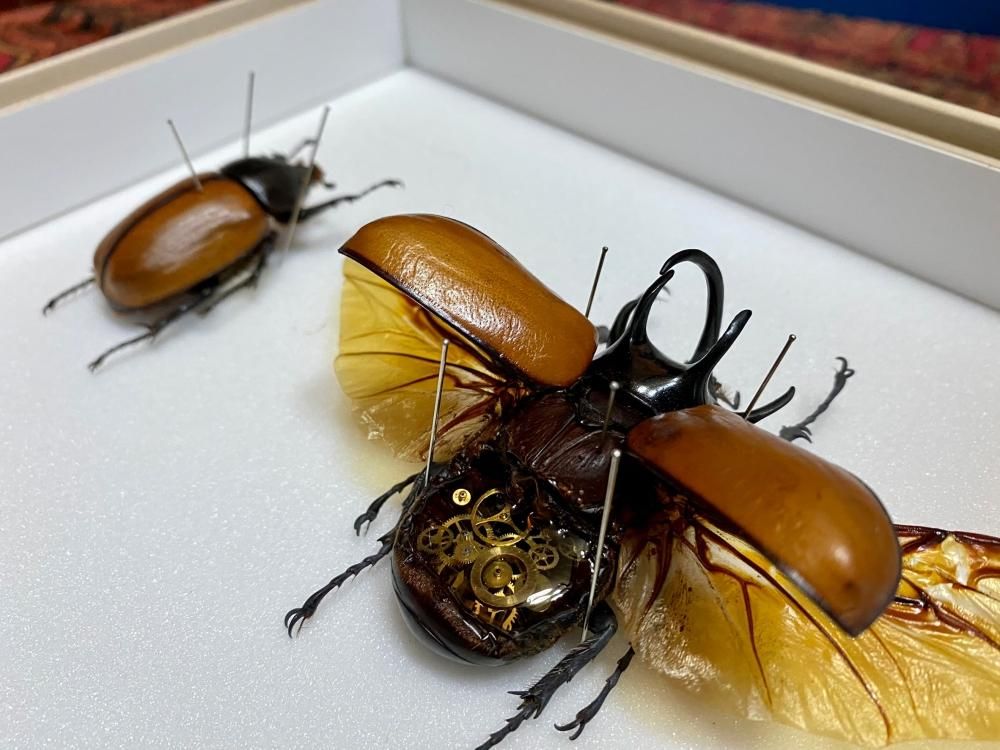 リアルカブトムシ標本 黒色 より