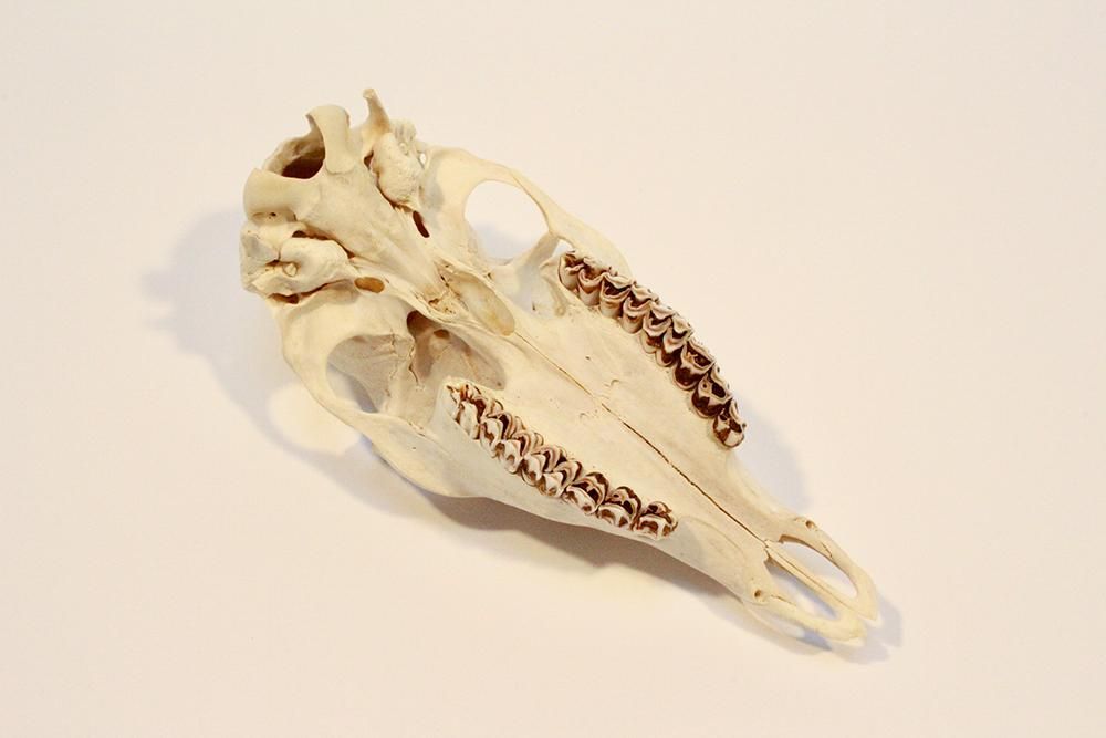 鹿 頭骨 雌/スカルフィリア - Guignol [ギニョール] web shop