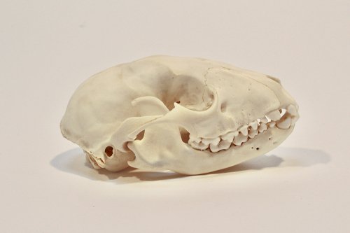 浣熊 頭骨/スカルフィリア