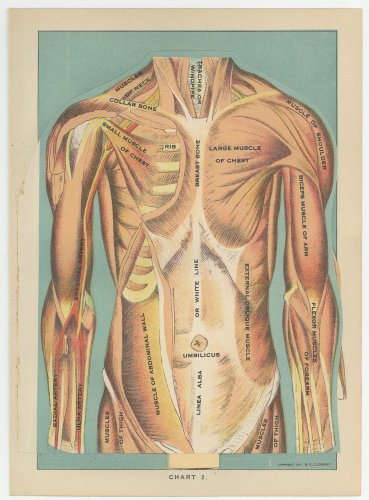医学の解剖図版（アメリカ・1920年）