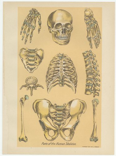 ؤοǡParts of the Human Skeleton.סʥꥫ1920ǯ