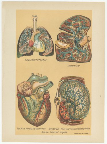 医学の図版「Human Internal organs.」（アメリカ・1920年）