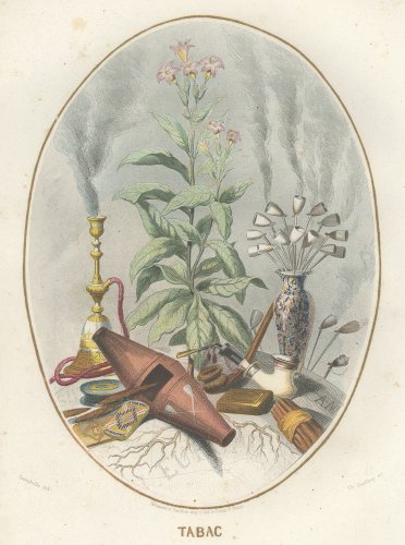 JJ  ֲ֤θ LES FLEURS ANIMÉES ץե1857ǯ