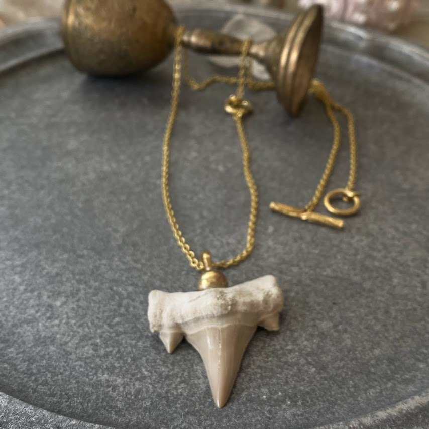 サメの歯の化石ネックレス 大/    [ギニョール