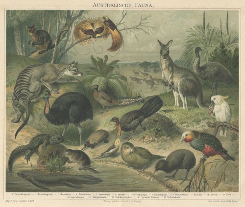 オーストラリアの動物たちの図版（ドイツ1895年頃）