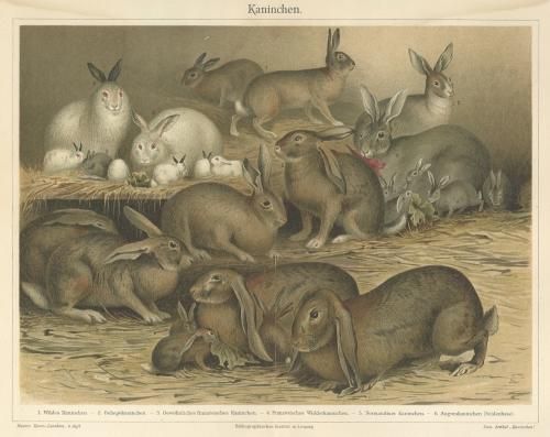 キツネの図版　フランス　アンティーク　版画　1880年　動物　博物画　額縁 キツネの図版 フランス アンティーク 版画 1880年 動物 博物画