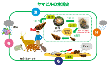IKARI() ޥӥե 135ml ޥӥк īϪǤ⤷ä 7³Ǳˤ⶯