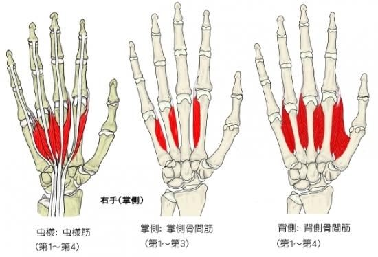 HAND X BAND(ϥɥåХ) 饤/ߥǥ/ϡ ߶ ᡼88 