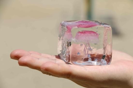 【限定品】 即納！未使用 ワタナベカズオ 海月（くらげ）のオブジェ 工芸ガラス