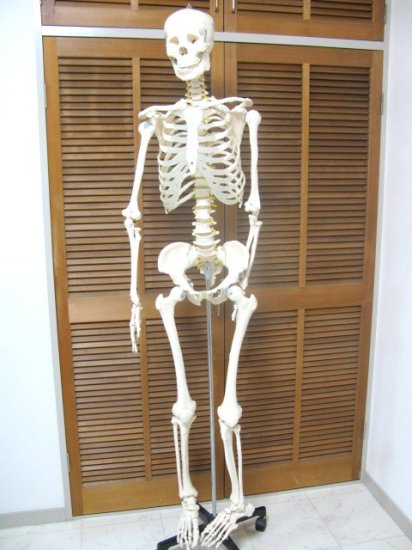 即納！ 大盛!1体 人体骨格模型 等身大 165cm 整体 人体模型 整形勉強等