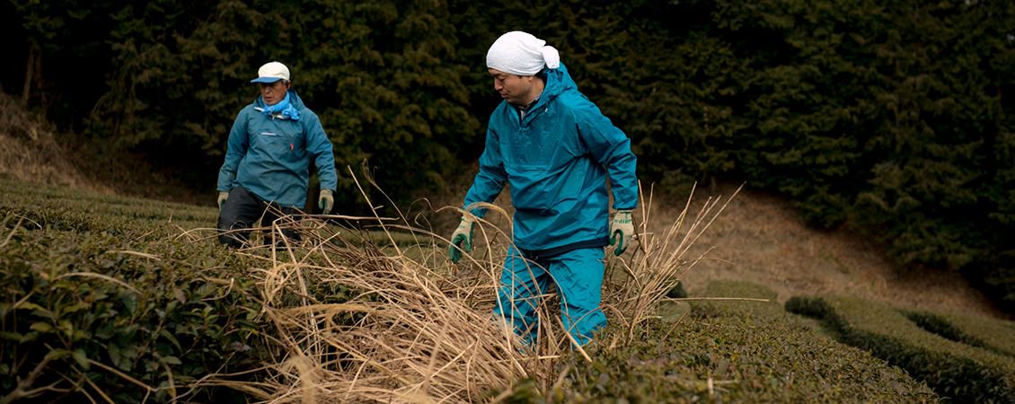 無農薬茶の杉本園｜農薬も肥料も使わない自然なお茶