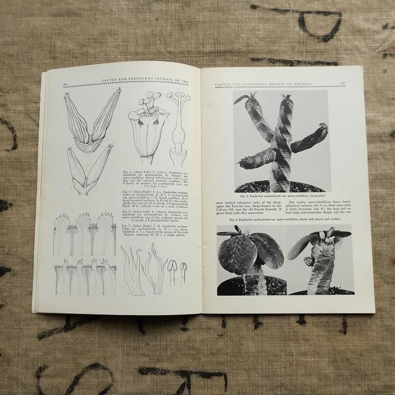 1970's CACTUS AND SUCCULENT JOURNAL