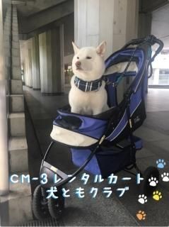 カート・バギー（中型犬） - 愛犬サポート 犬ともクラブ