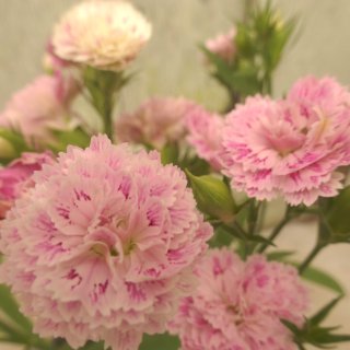 【八重咲き混ざり色ダイアンサス・ダイナスティ】淡ピンク