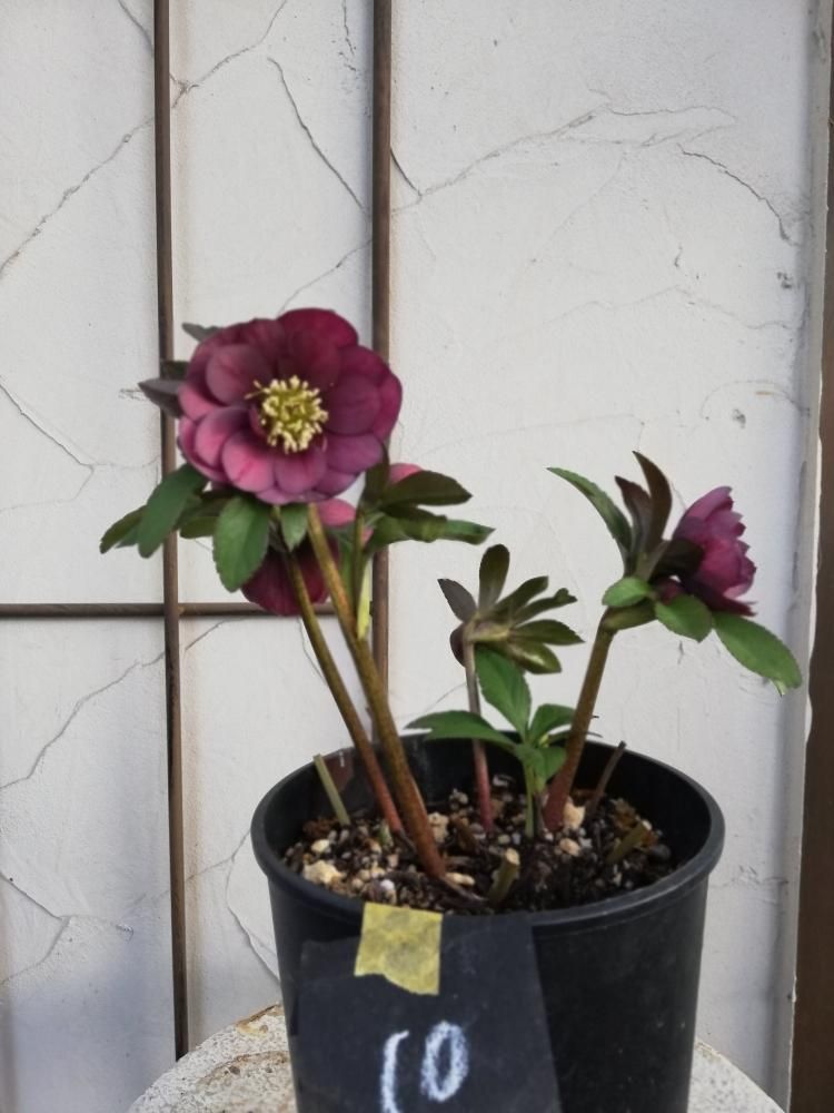 花 樋口交配 ウィンターシンフォニー 10 - *SumireGarden