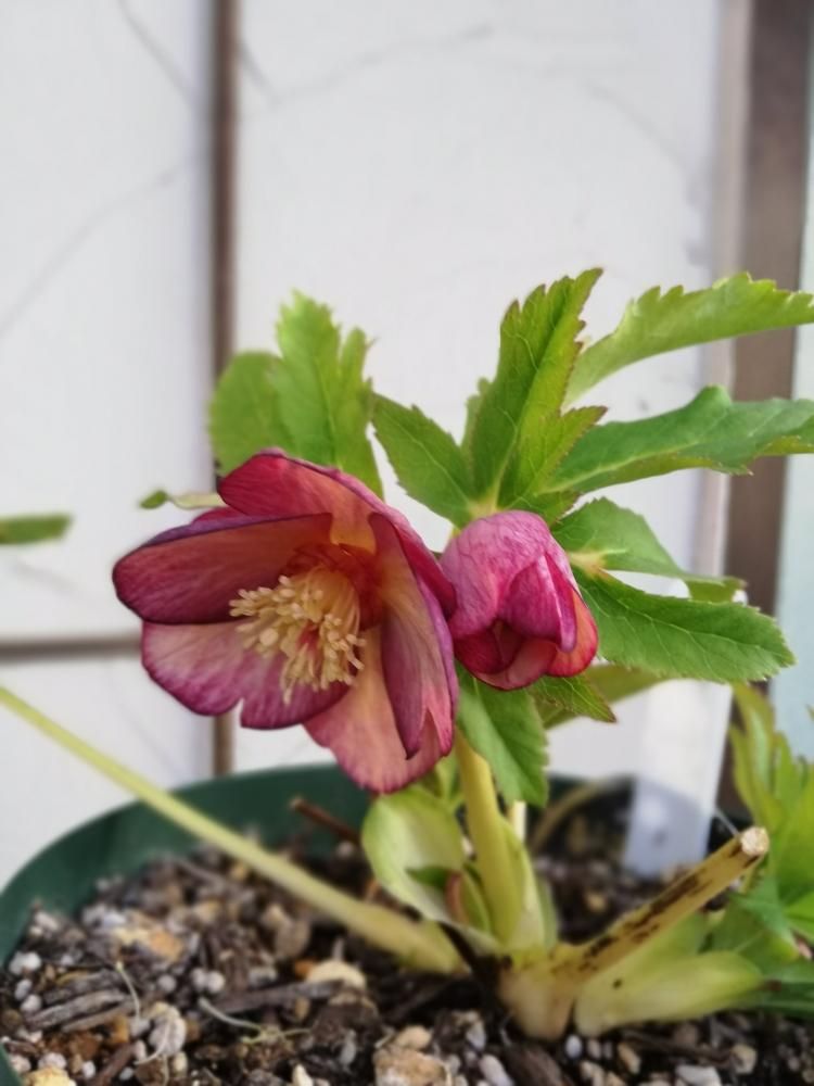 花 adidas ZX 8000 “Hanami” Pack Celebrates Japan and Germany's