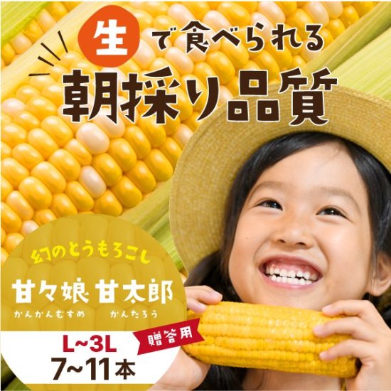 静岡県産とうもろこし 甘々娘の弟 甘太郎 かんたろう L 3lサイズ8 12本入り ご贈答用 採りたてとうもろこしの通販なら浜名湖産直マーケット