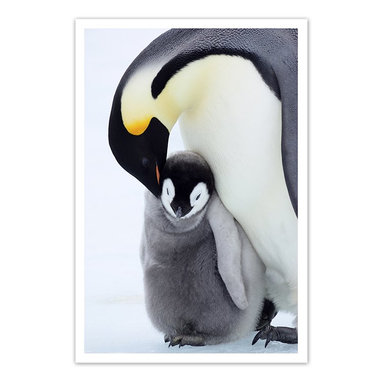ポストカード 南極1～コウテイペンギンの親子 - mihijo photography & design