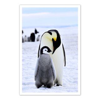 ポストカード 南極10〜コウテイペンギンの親子