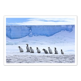 ポストカード 南極11〜コウテイペンギンのヒナ行列