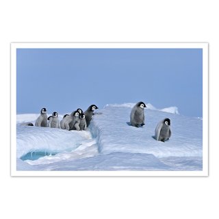 ポストカード 南極12〜コウテイペンギンのヒナ