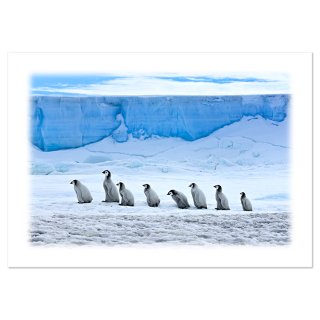 写真（A4）南極4〜コウテイペンギンのヒナ行列