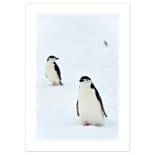 写真（A4）南極6〜ヒゲペンギン
