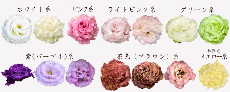 最大80%OFFクーポン 熊本県阿蘇市 季節限定 阿蘇 特産 トルコキキョウ 新鮮 摘みたて お取り寄せ 贈り物 ミックスカラー 花束 15本 簡易ラッピング