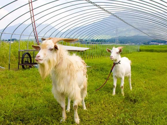 阿蘇がっちゃん農園の完熟ミニトマト キャロルクイーン 0g 熊本 阿蘇の特産品通販 お中元 ネットショップasomo